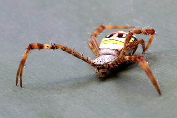 Argiope spider or yellow garden spider on leaf