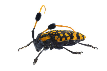 Common Tuft-bearing Longhorn beetle, Aristobia approximator, isolated on white background