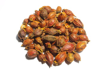 gardenia seeds isolated on white background
