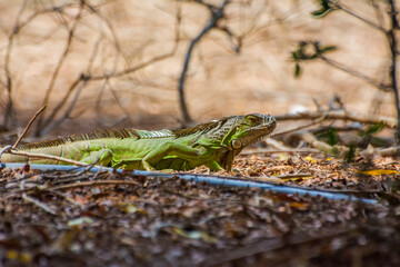 Green iguana