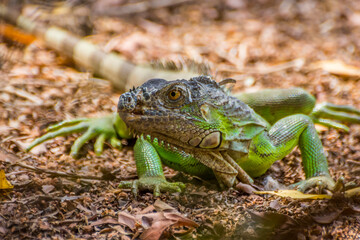 Green iguana