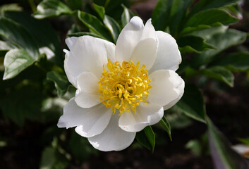 white flower with yellow middle close-up