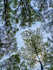 trees and sky