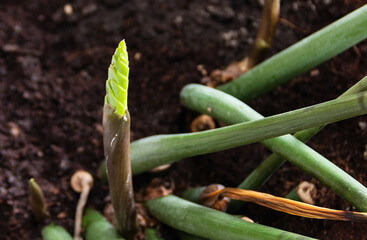 green sprout of indoor flower on the ground background