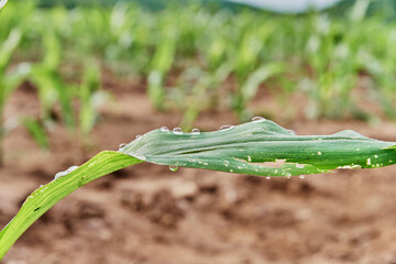 Landscape of a corn plantation to grow grain for biodegradable fuel