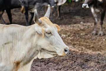 Portrait of a young cow posing inside a corral on a ranch