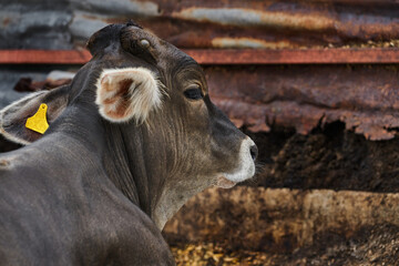 Portrait of a young bull posing inside a corral on a ranch