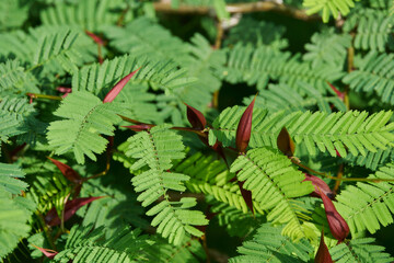 Fototapeta premium Green shrub with very sharp reddish-colored thorns