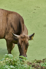 Obraz premium Portrait of a Bull Drinking Water from a Manger on a Ranch