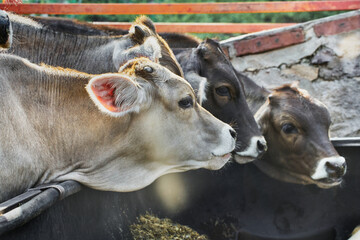 Portrait of a young cow eating on a manger on a ranch