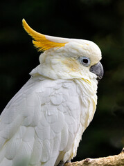 portrait of a cockatoo