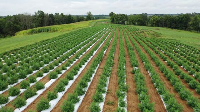 Aerial Video of Hemp Farming Field in Warsaw, Kentucky