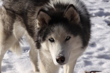 A beautiful Siberian husky outside in the snow.