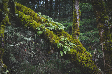 Fototapeta premium Sword Ferns Growing Out of an bark tree covered with moss