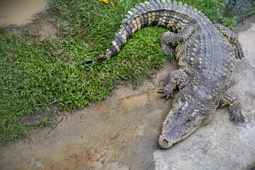 A large crocodile lies on the water's edge.