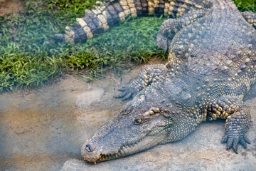 A large crocodile lies on the water's edge.