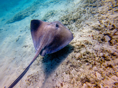 whiptail stingray swimming in ocean with coral reef
