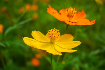 秋を感じさせてくれる花 キバナコスモスの群生