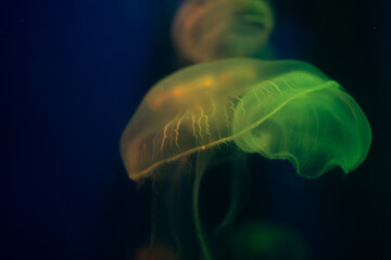 Aurelia aurita swimming underwater shots glowing jellyfish moving in water pattern.