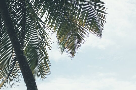 Palme auf blauen Himmel