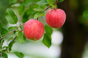 たわわに実ったリンゴの木