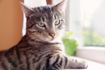 Cat Sitting Next to a Window Looking at the Camera
