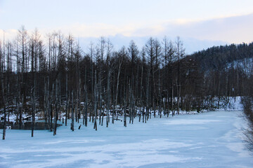 凍った青い池　美瑛町
