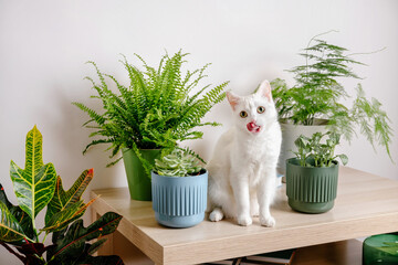 Cute white cat sitting on table near indoors houseplants. Cozy home background with domestic fluffy pet. Modern home garden interior.