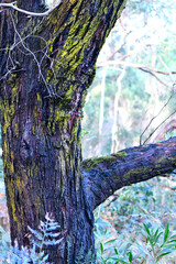 An intimate landscape amoing the trees in the bushland at the Wonthaggi Wetlands Conservation Park in Australia.