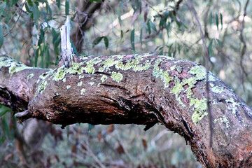 An intimate landscape amoing the trees in the bushland at the Wonthaggi Wetlands Conservation Park in Australia.