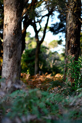 An intimate landscape amoing the trees in the bushland at the Wonthaggi Wetlands Conservation Park in Australia.