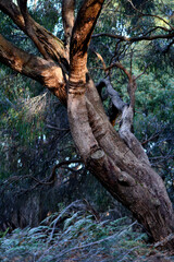 An intimate landscape amoing the trees in the bushland at the Wonthaggi Wetlands Conservation Park in Australia.