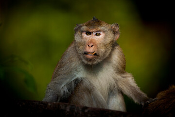 Monkeys from Southeast Asia. Filmed in Cambodia	