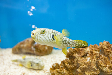 Lot of Thai Fishes Species inside tank of water at Bungchawak aquarium. Bungchawak is one of popular aquarium and zoo in Thailand.