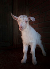 Obraz premium Goats from the village of Kozlovka