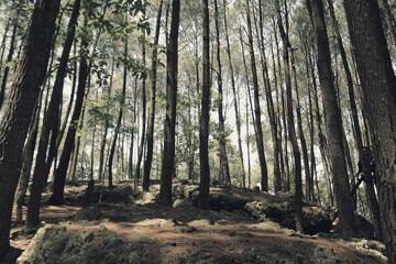 the view of the pine forest in the morning