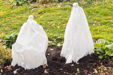 Autumn shelter of roses with non-woven white breathable material from northern frosts for the...