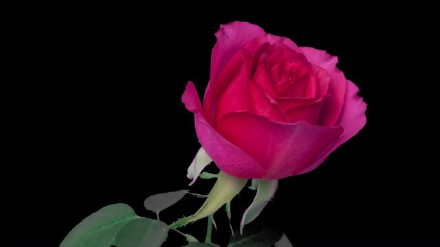 Time lapse beautiful opening pink rose on black background. Petals of Blooming rose flower open, close-up. Holiday, love, Valentine's Day, birthday design backdrop. Bud closeup. Macro. 4K timelapse.