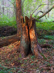 Im Wald