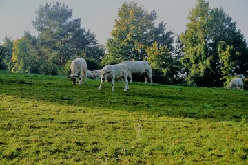 Weiße Kühe auf Bergweide am Morgen im Herbst