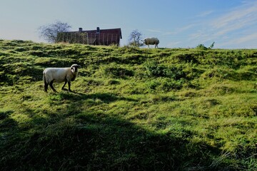 Zwei Schafe auf Hangweide