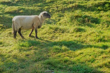 Schaf auf Weide am Morgen im Herbst
