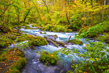 Obraz premium 青森県 秋の奥入瀬渓流