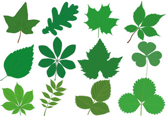 Fototapeta na wymiar Different plants green leaves collection vector illustration