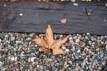 autumn leaves on wooden background