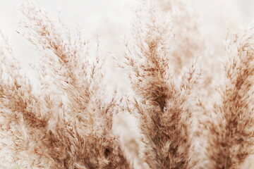 pampas grass neutral beige color background close up banner. Plant texture. Scandinavian...