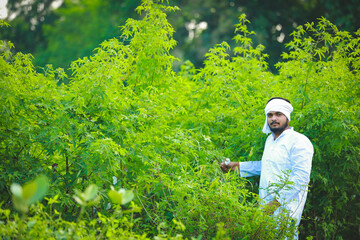 Indian happy farmer in Cotton fild, farmer holding cotton in hand
