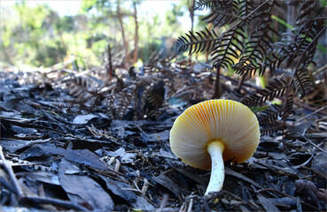 Fungi in the Wonthaggi Wetlands Conservation Park in Autumn, mushroom which may also be a toadstool
