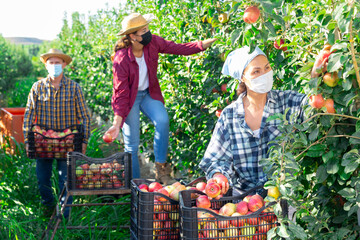 Obraz premium Group of professional farm workers in face masks harvesting fresh apples at a orchard on a sunny day
