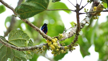 Obraz premium Red-legged honeycreeper (Cyanerpes cyaneus) perched in a tree in Playa del Oro, Ecuador